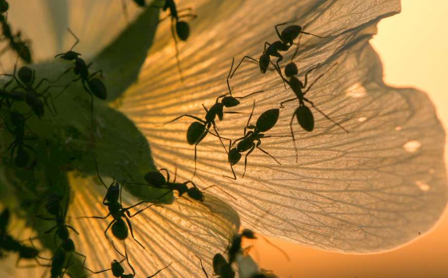 Jednom zauvijek: Riješite se mrava iz kuće uz 16 trikova